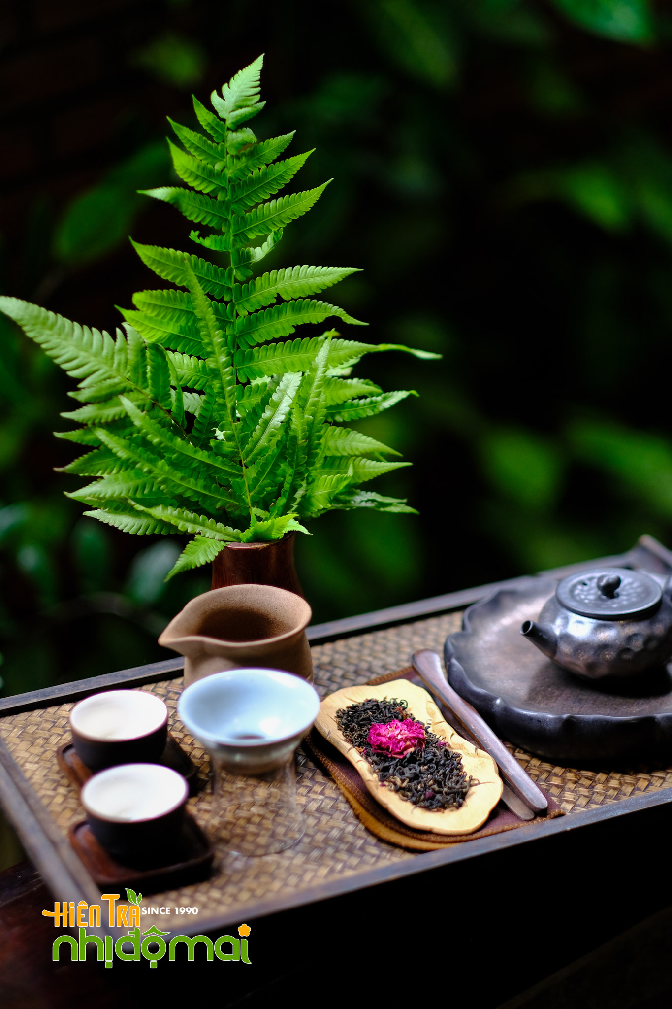 Hồng Tường Vi - Hồng trà hoa Hồng_5981