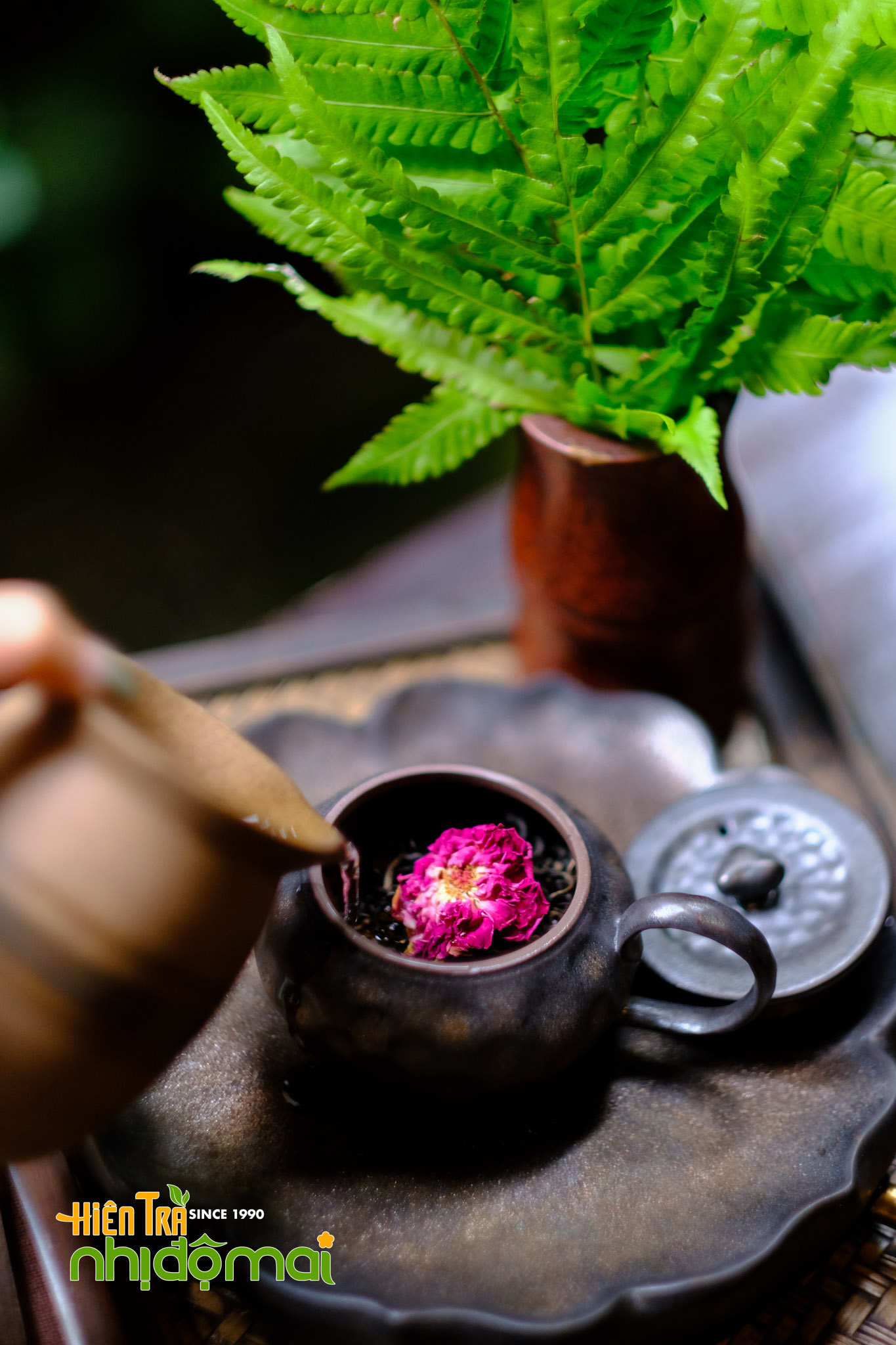 Hồng Tường Vi - Hồng trà hoa Hồng_6036